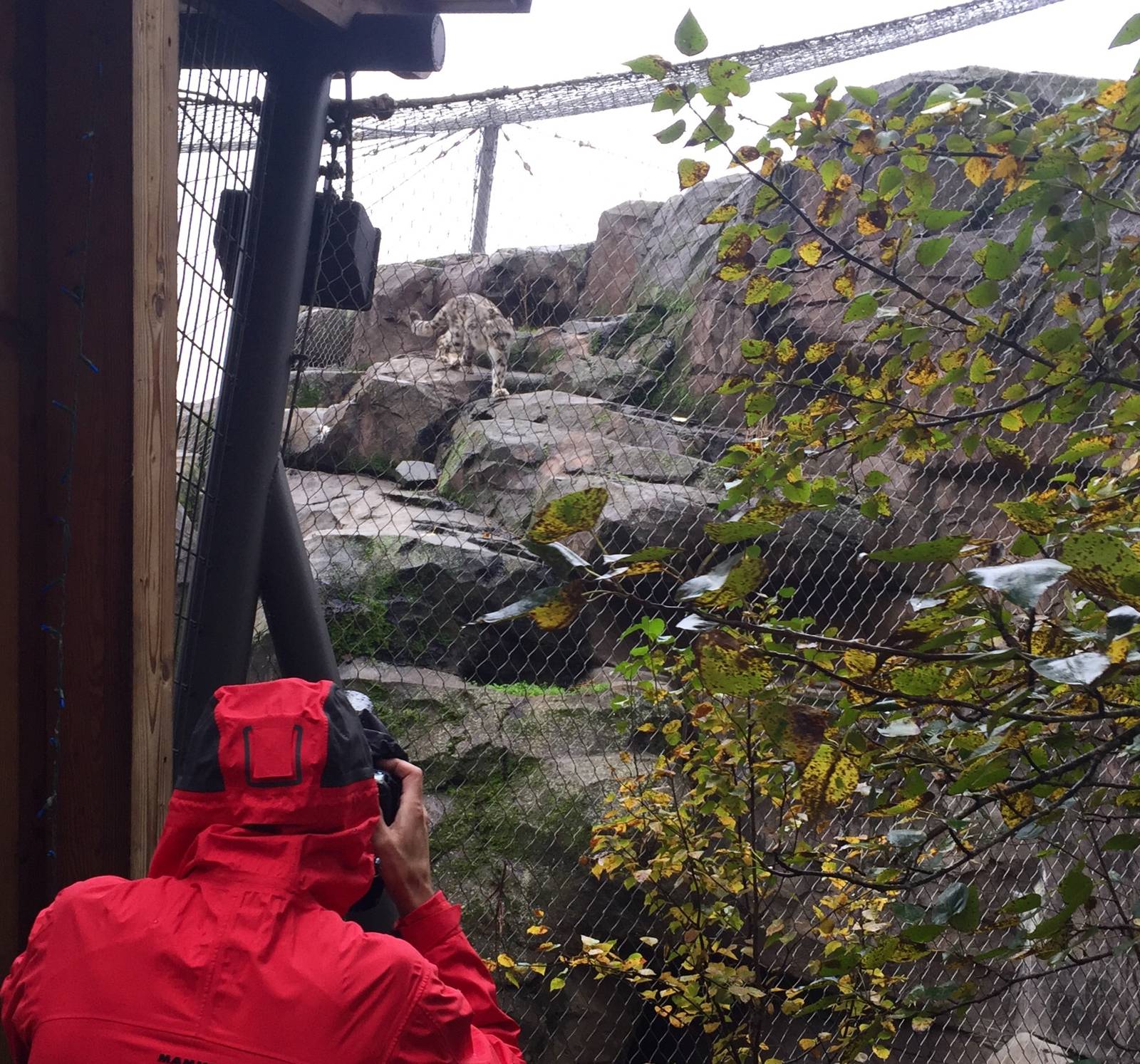 Photographing Mr Hood...photographing a Snow Leopard