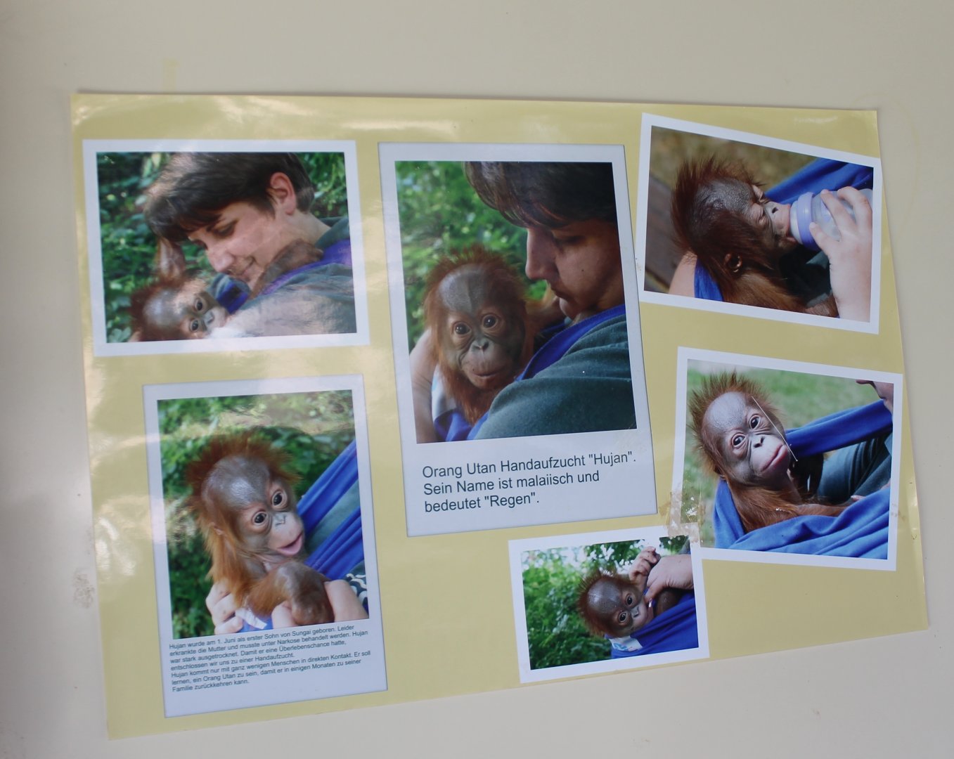 Photos hand-raising an Orang utan