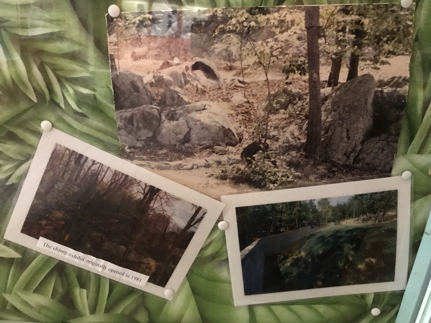 Photos of Pre-Renovation Chimpanzee Habitat