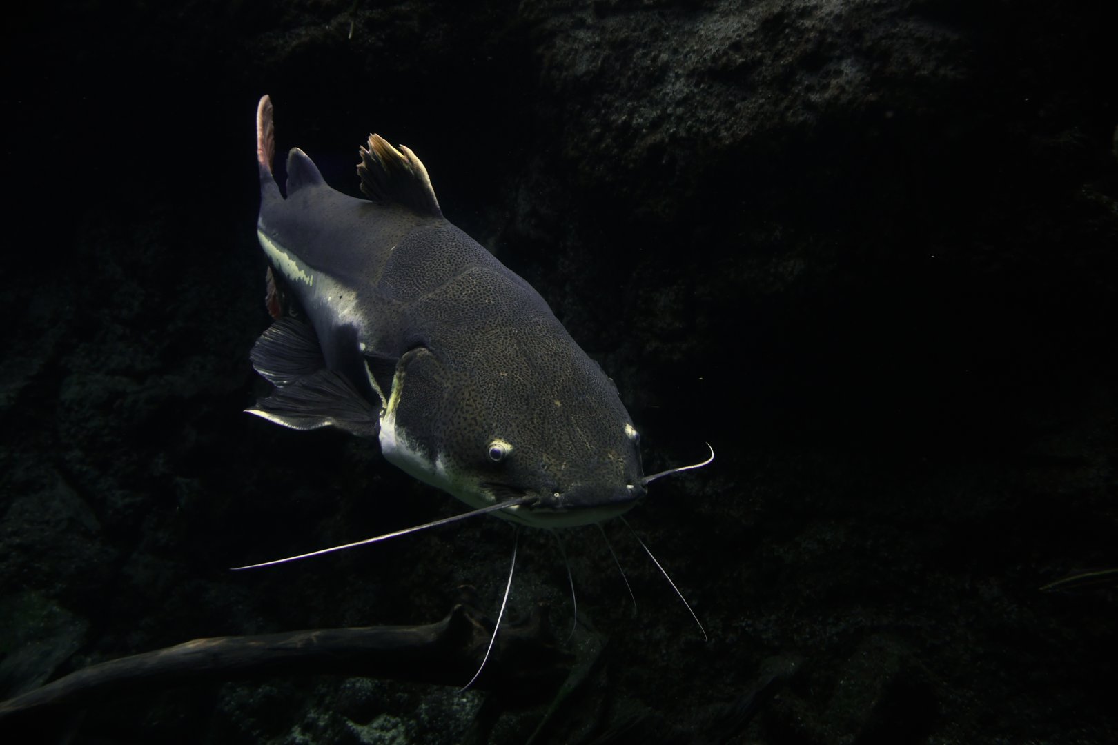 Phractocephalus hemioliopterus