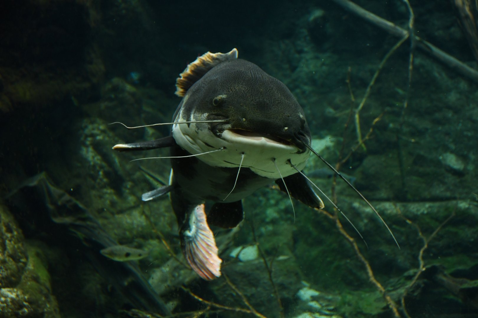 Phractocephalus hemioliopterus