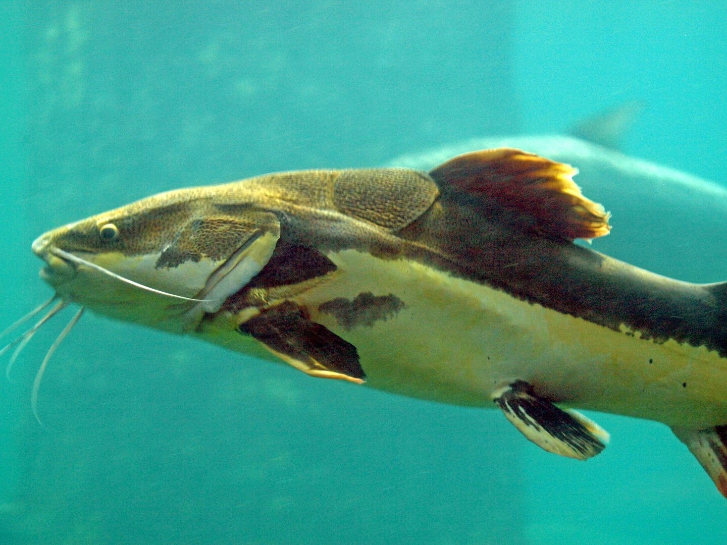 Phractocephalus hemioliopterus