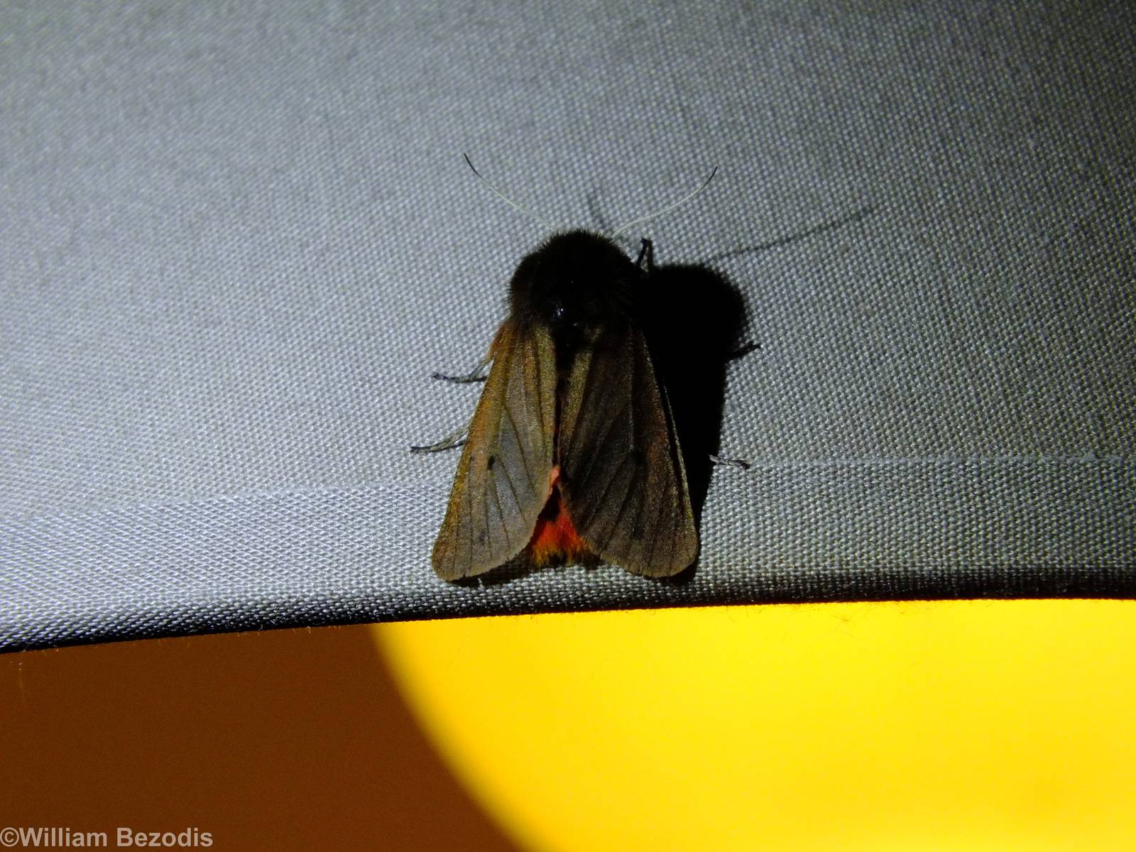 Phragmatobia fuliginosa