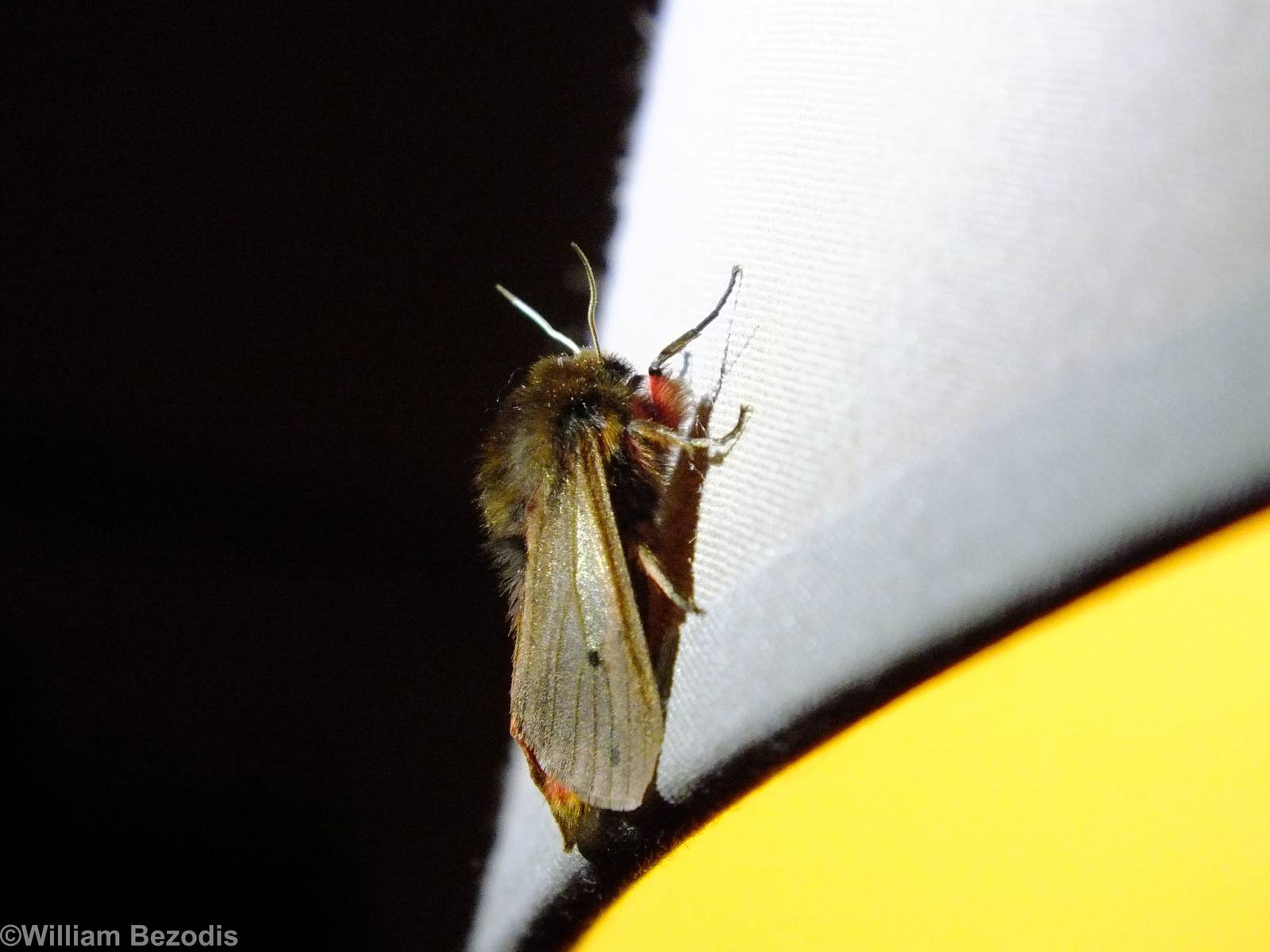 Phragmatobia fuliginosa