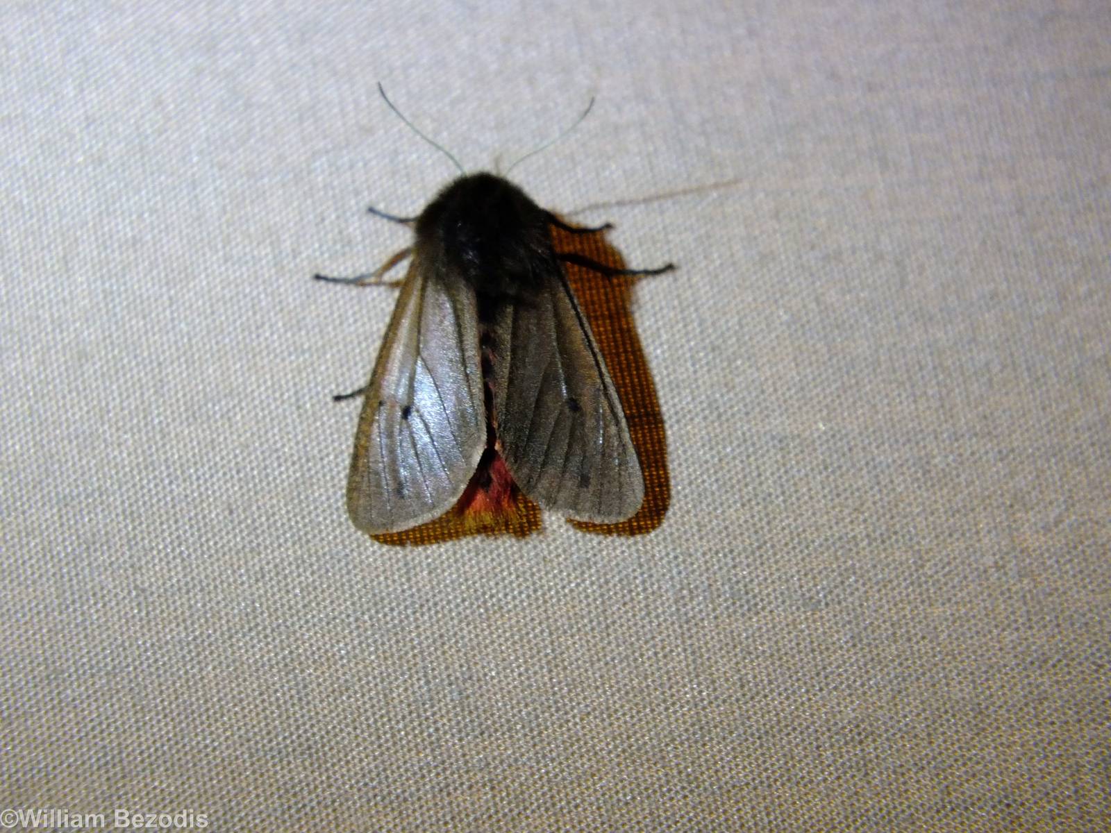 Phragmatobia fuliginosa