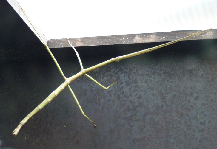 Phryganistria heusii yentuensis (taxa discovered in 2014!!)