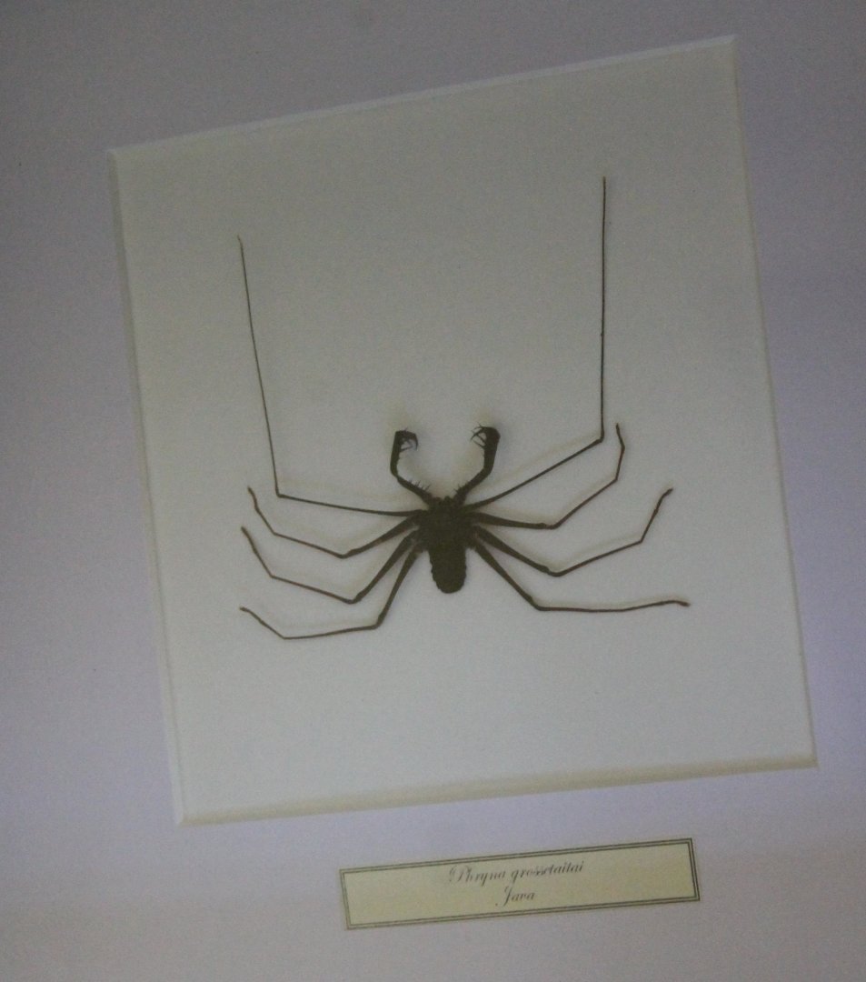 Phryna grossetaitai - South American cave spider