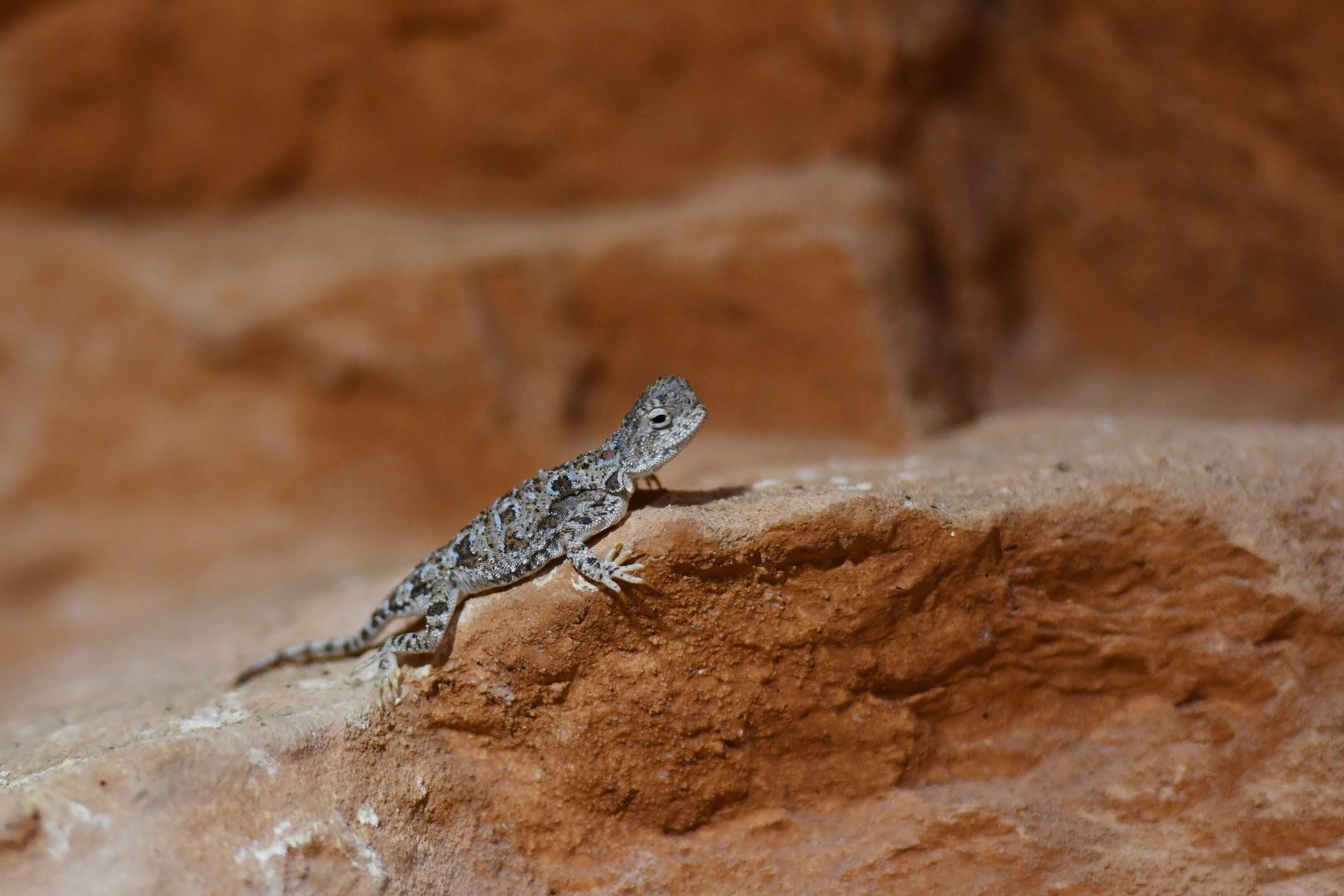 Phrynocephalus helioscopus