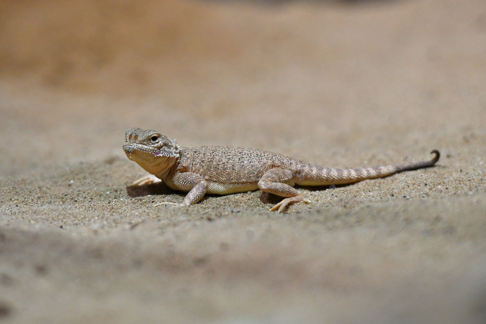 Phrynocephalus helioscopus