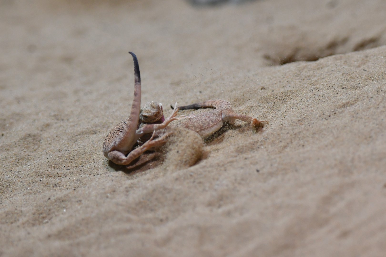 Phrynocephalus helioscopus