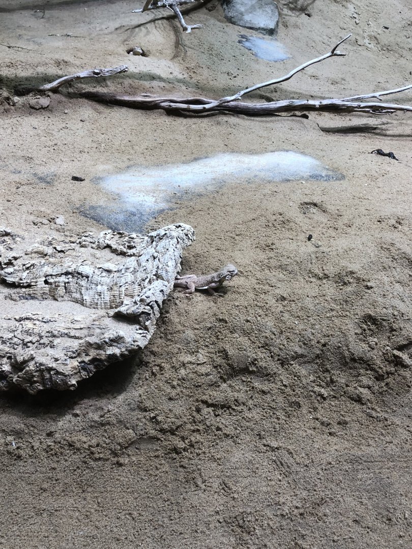 Phrynocephalus mystaceus(?)