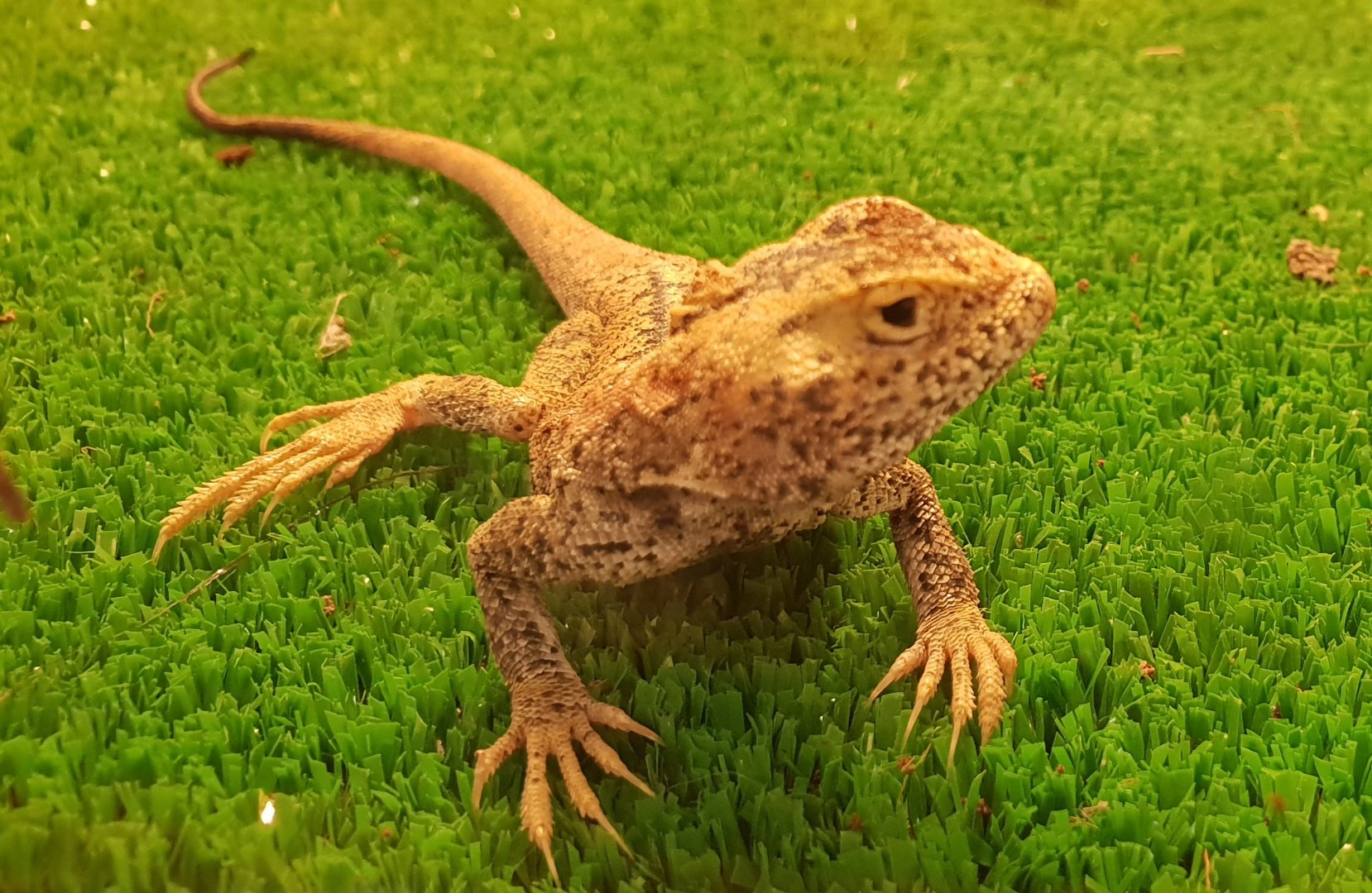 Phrynocephalus przewalski