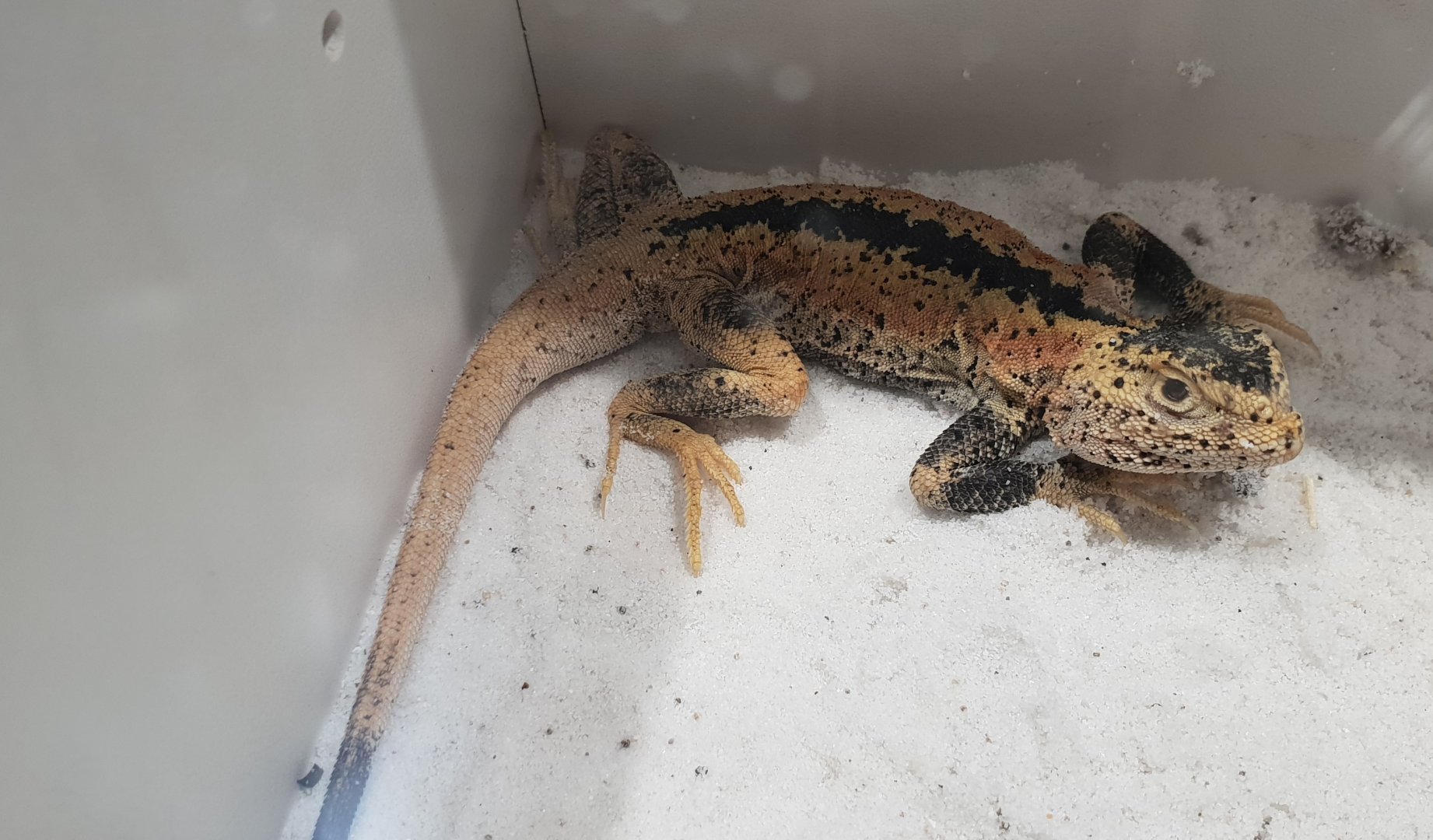 Phrynocephalus przewalskii