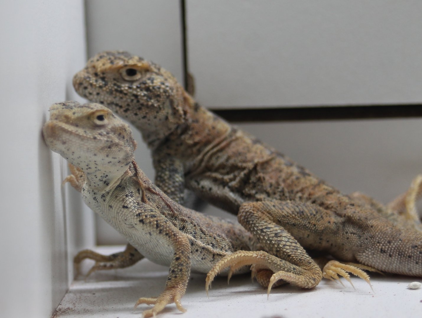 Phrynocephalus species