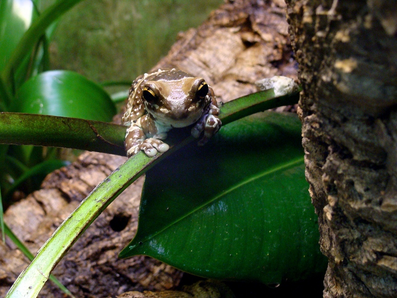 Phrynohyas resinifictrix