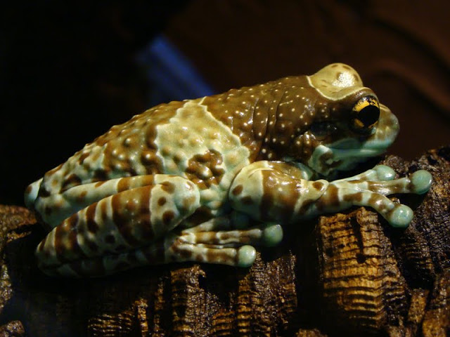 Phrynohyas resinifictrix