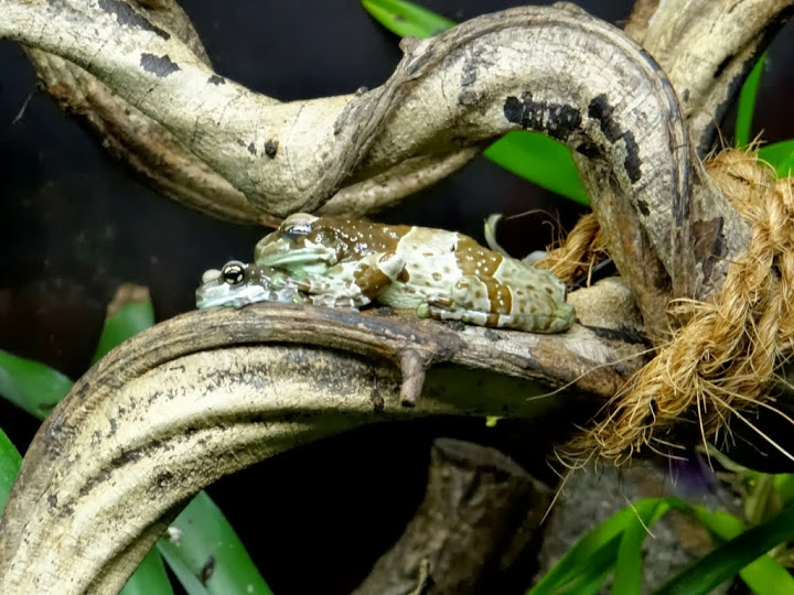 Phrynohyas resinifictrix