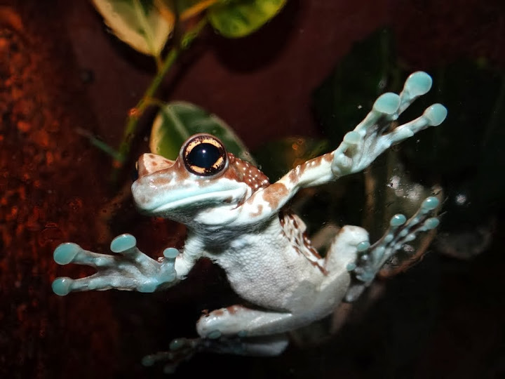 Phrynohyas resinifictrix