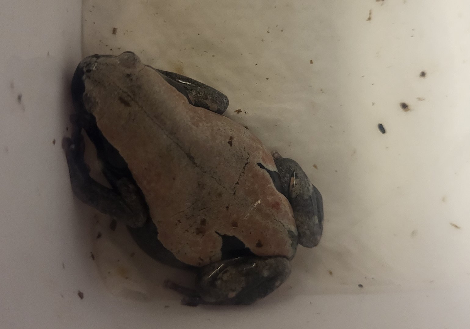 Phrynomantis bifasciatus