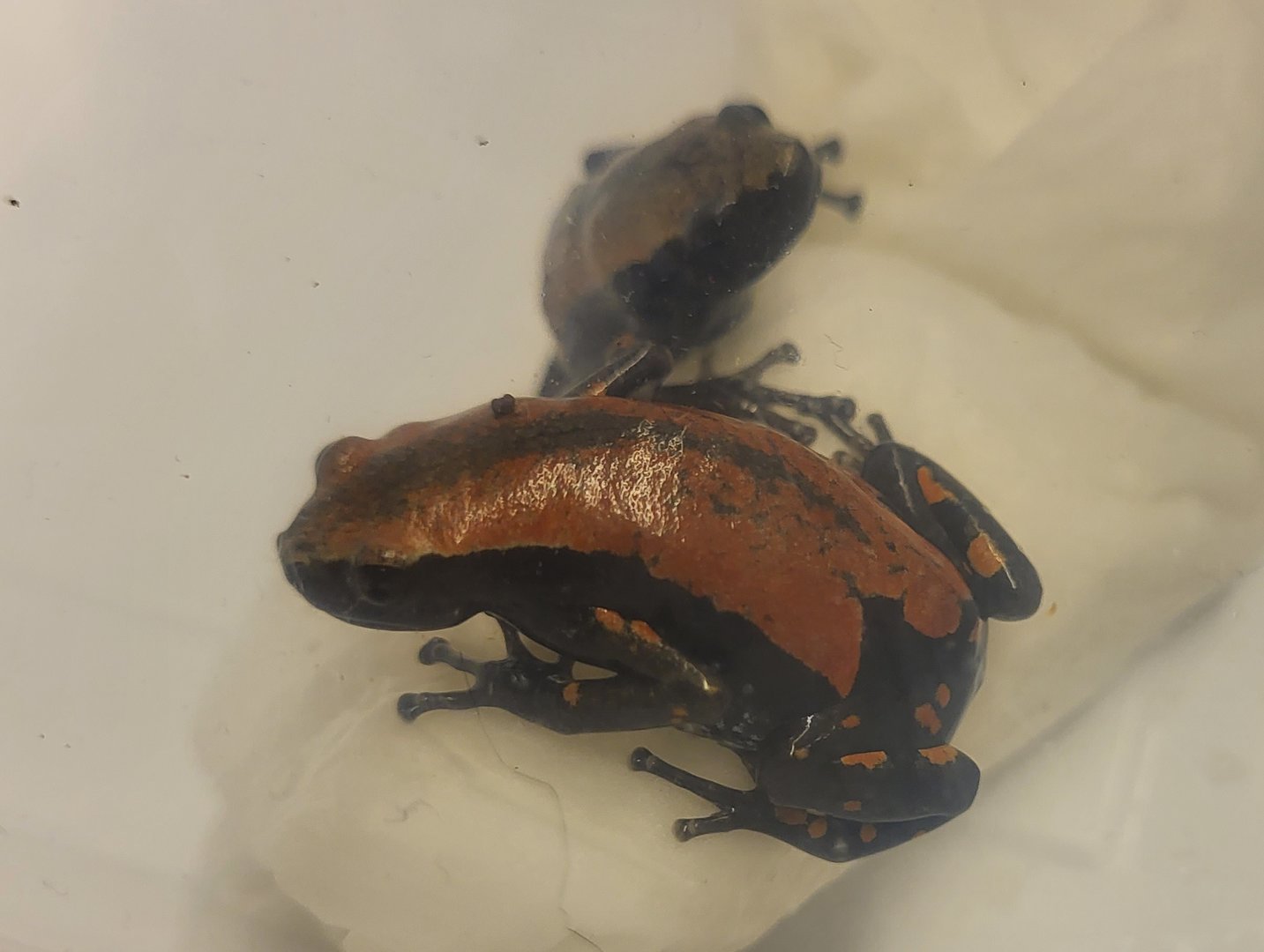 Phrynomantis bifasciatus