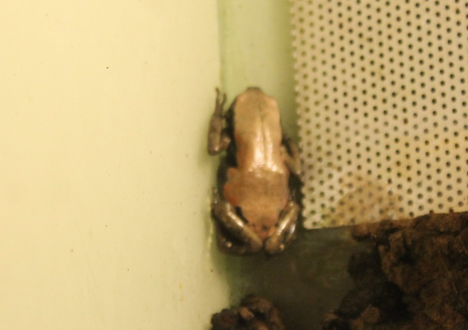 Phrynomantis microps