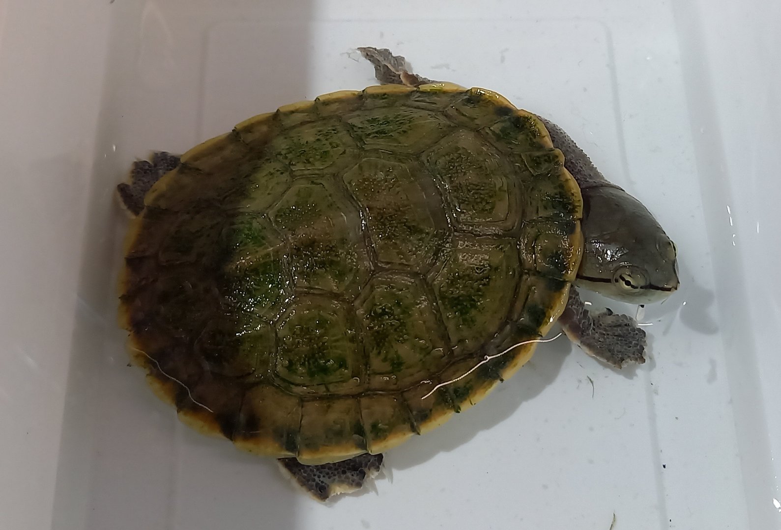 Phrynops hilarii - juvenile