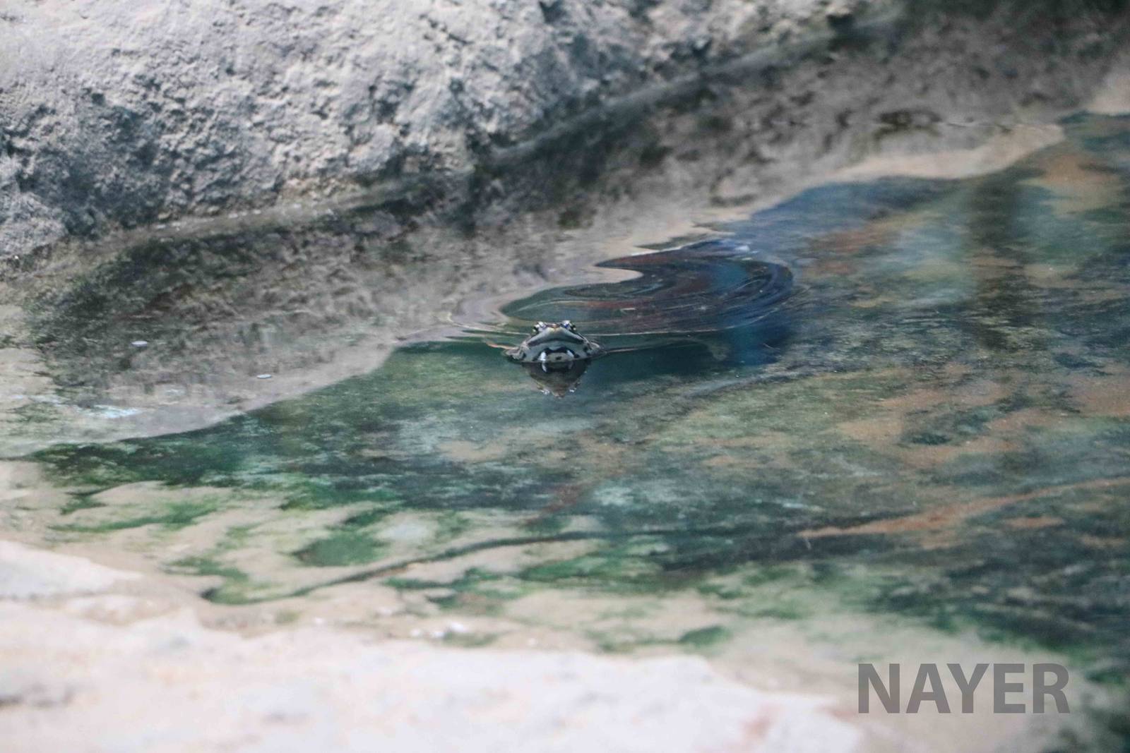 Phrynops sp., April 2016