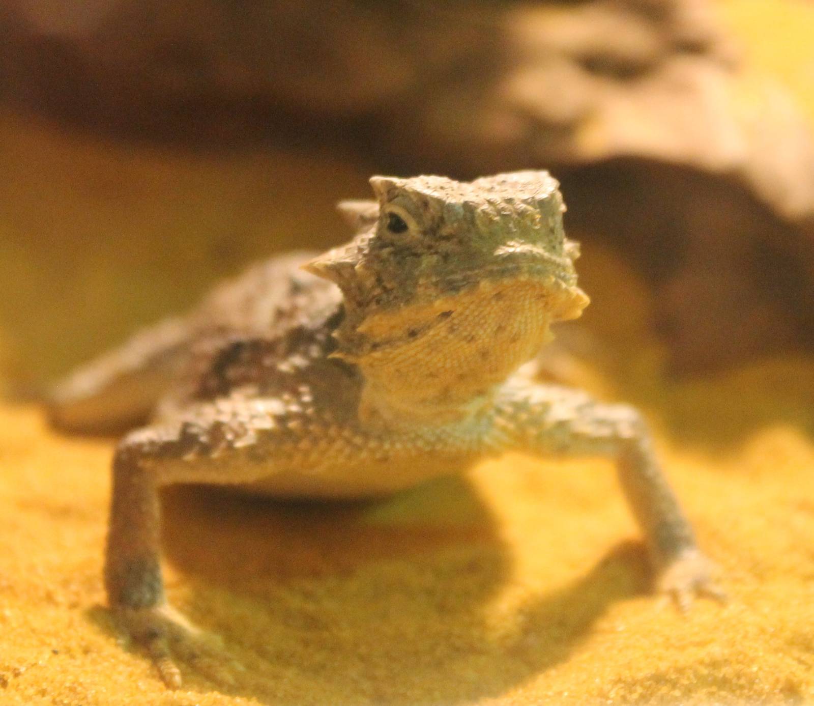 Phrynosoma platyrhinos