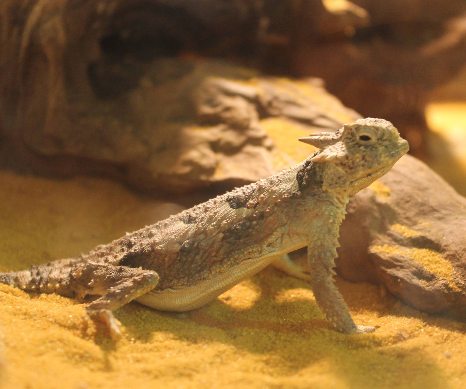 Phrynosoma platyrhinos