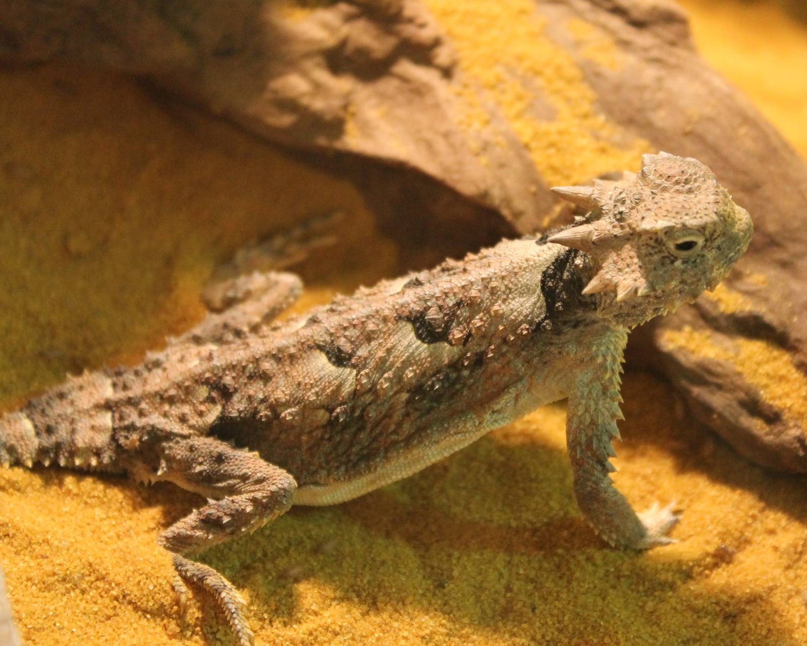 Phrynosoma platyrhinos