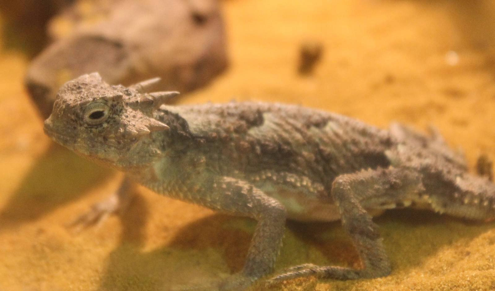 Phrynosoma platyrhinos