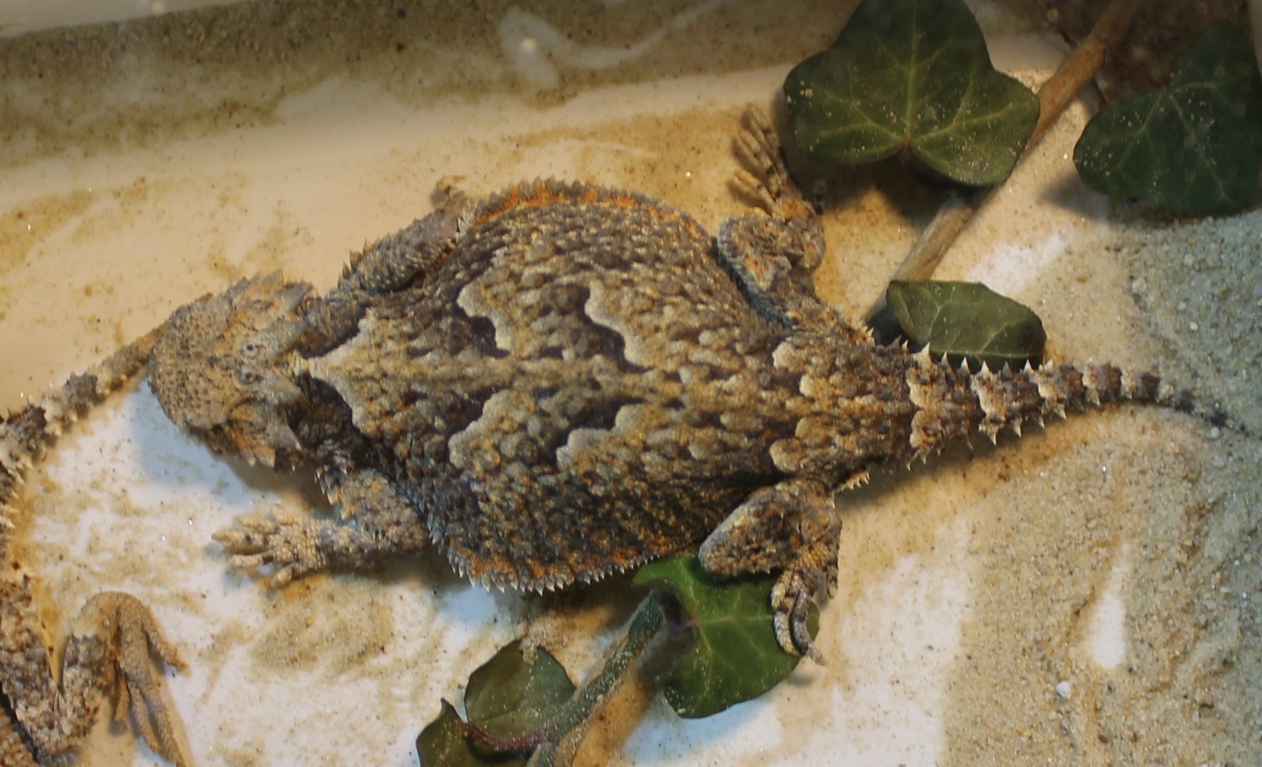 Phrynosoma platyrhinos