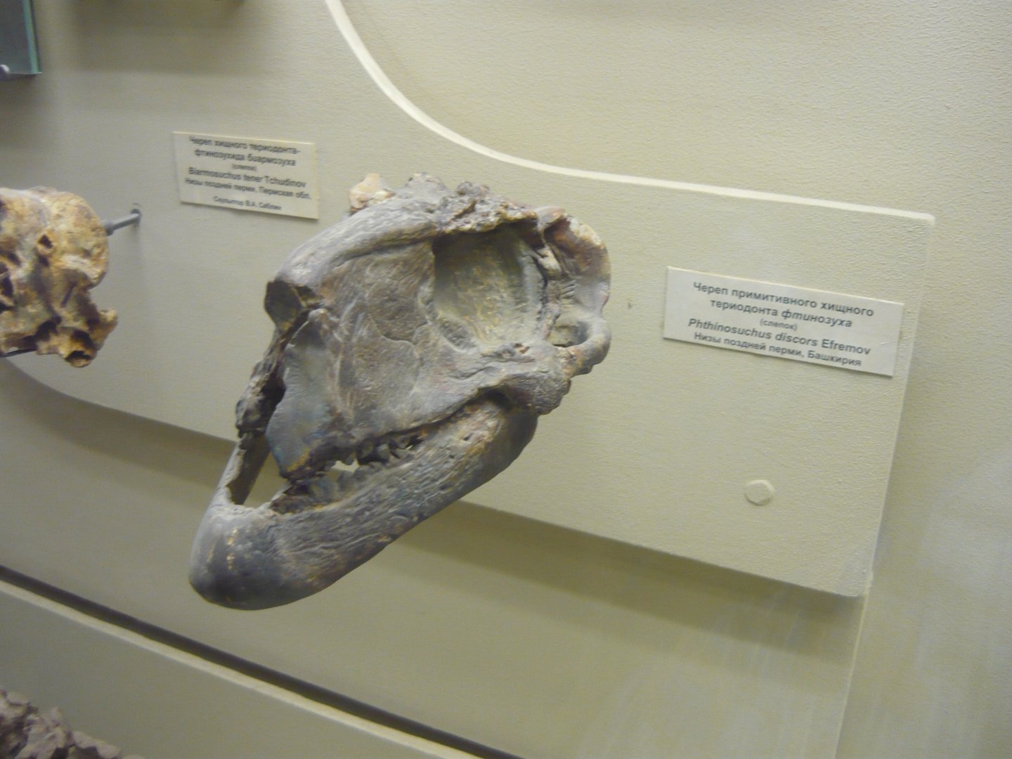 Phthinosuchus discors skull (cast)