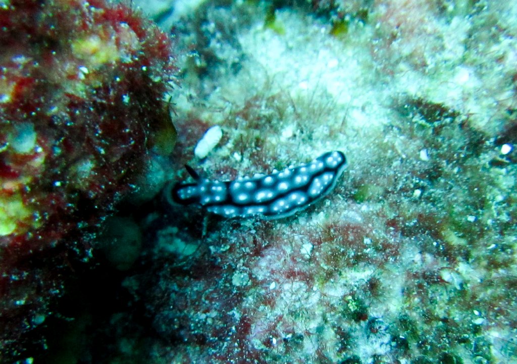 Phyllidiella Nudibranch