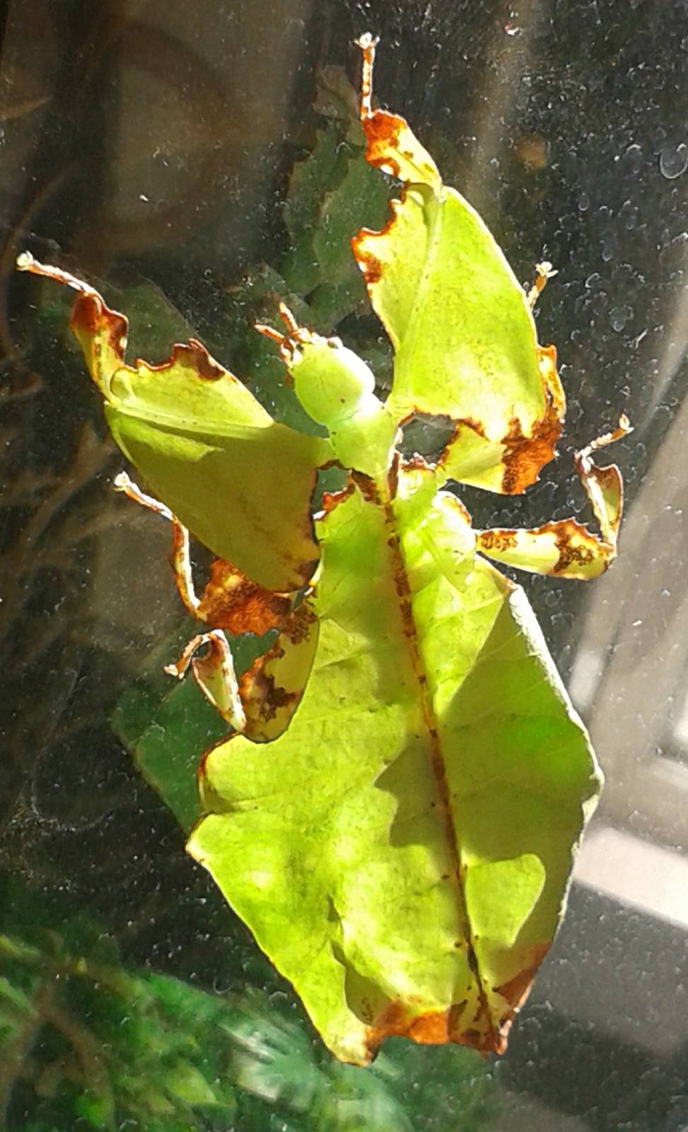 Phyllium giganteum