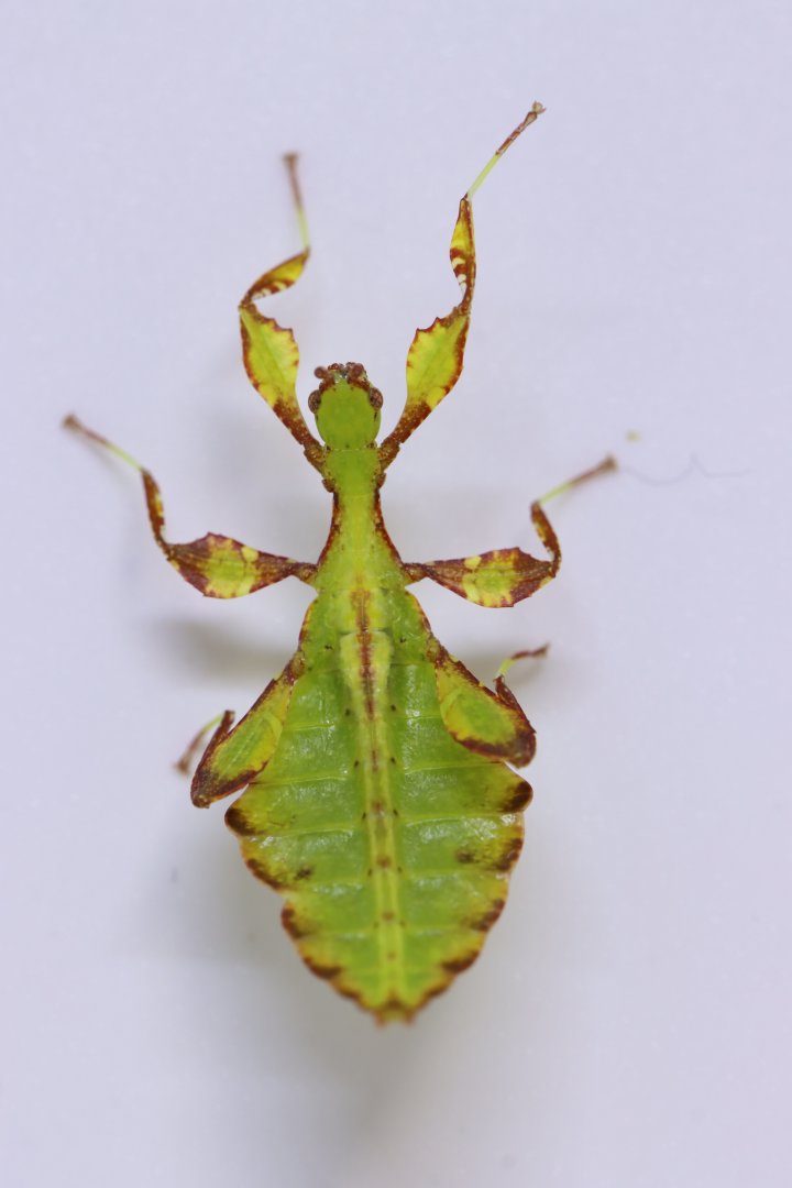 Phyllium letiranti