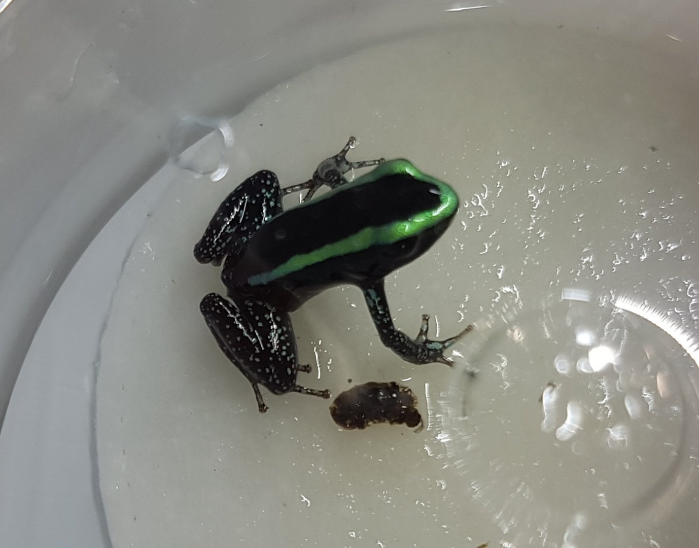 Phyllobates aurotaenia