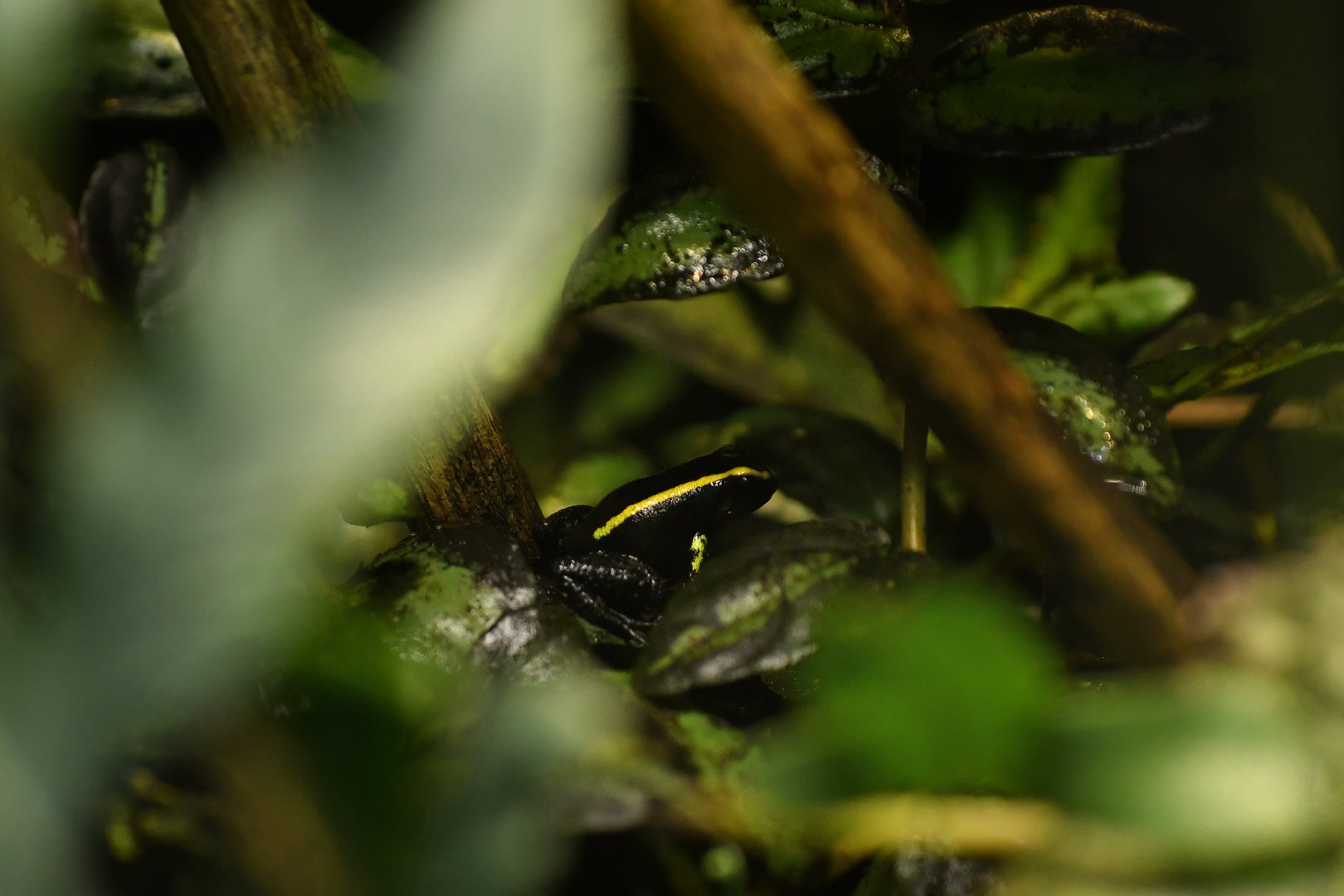 Phyllobates aurotaenia