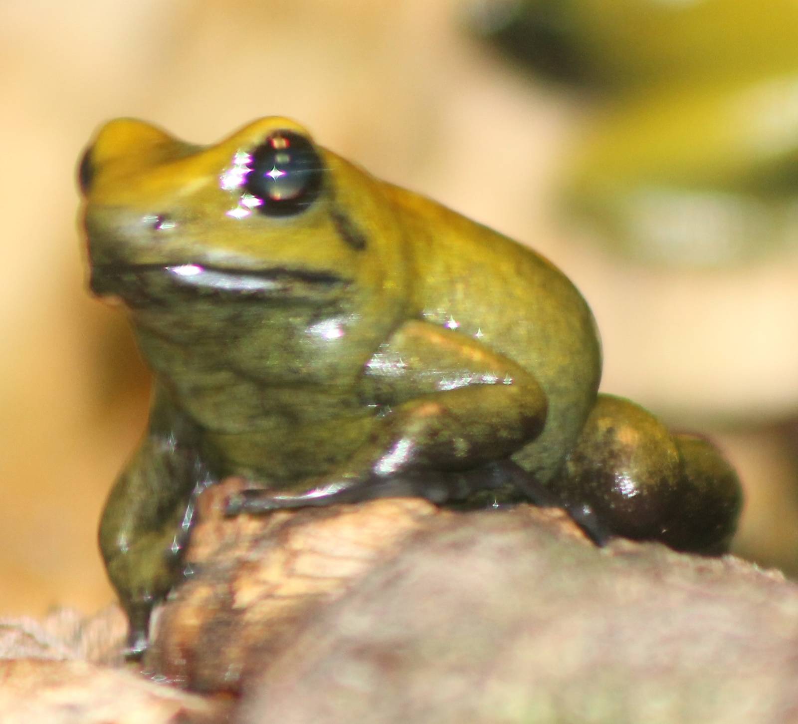 Phyllobates bicolor