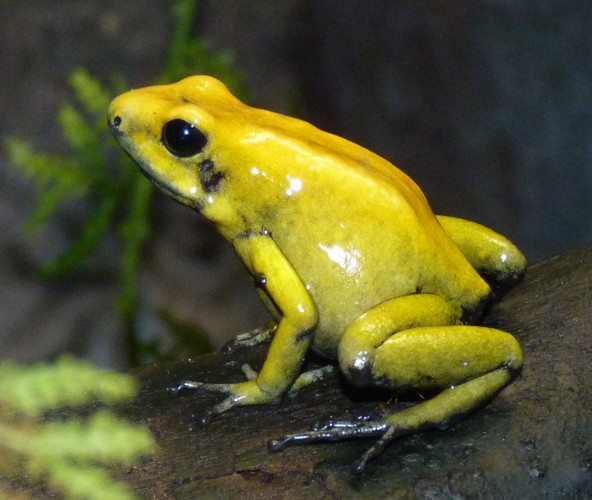Phyllobates bicolor
