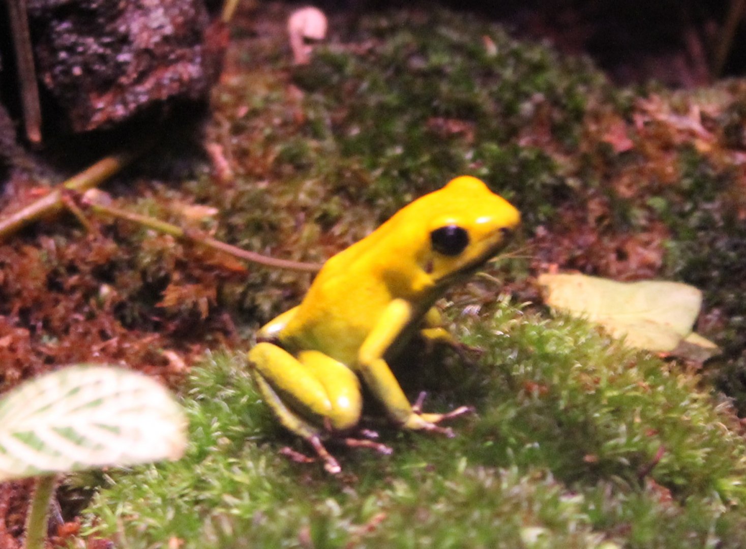 Phyllobates bicolor