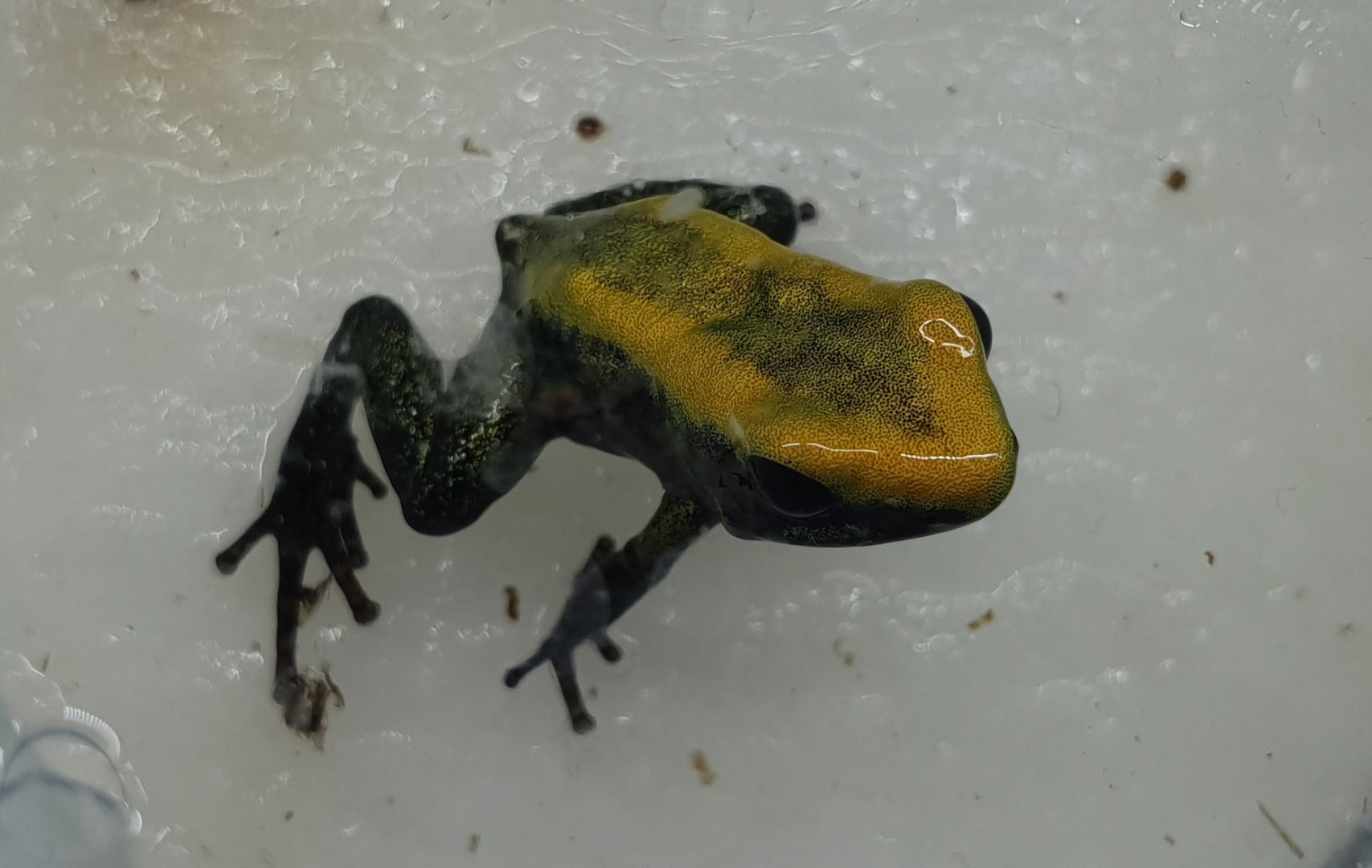 Phyllobates bicolor