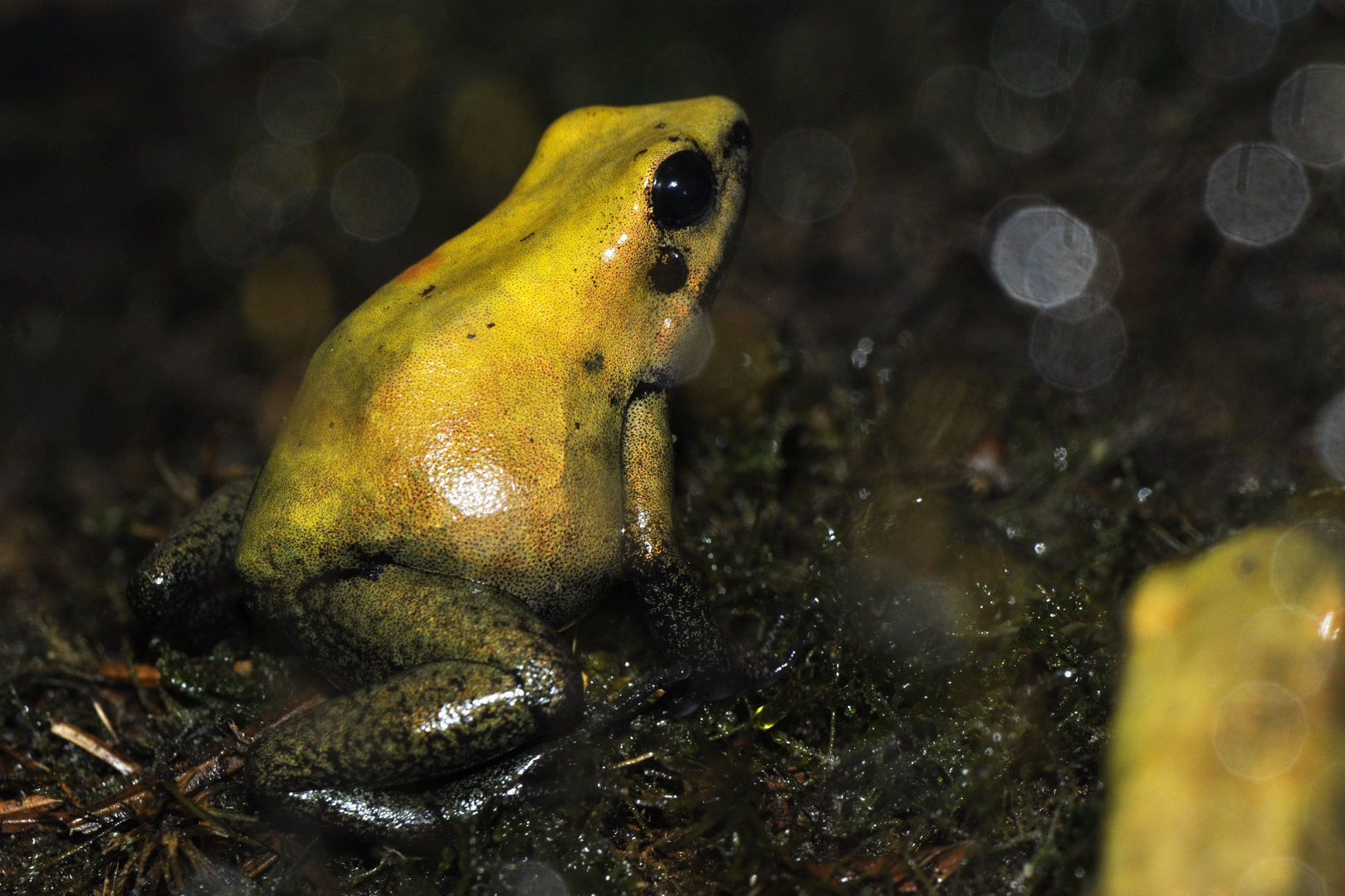 Phyllobates bicolor