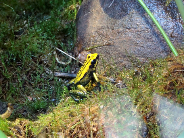 Phyllobates terribilis