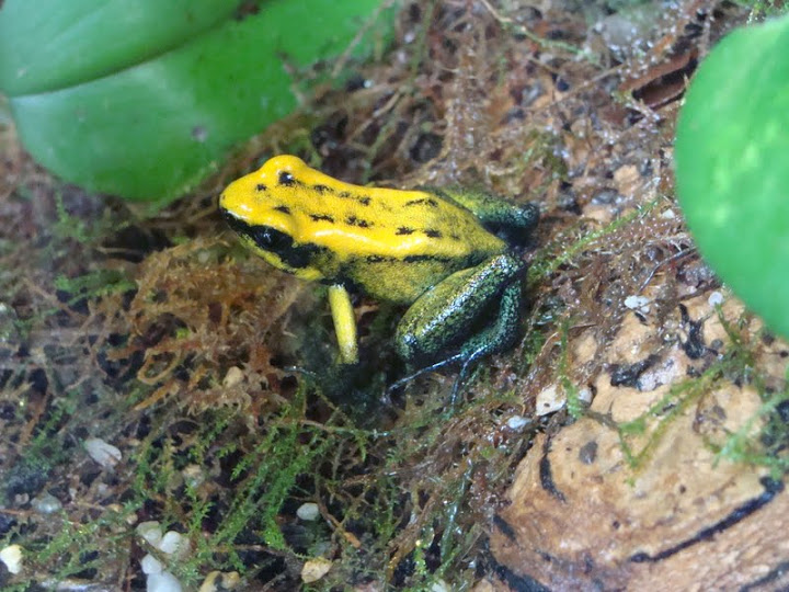 Phyllobates terribilis