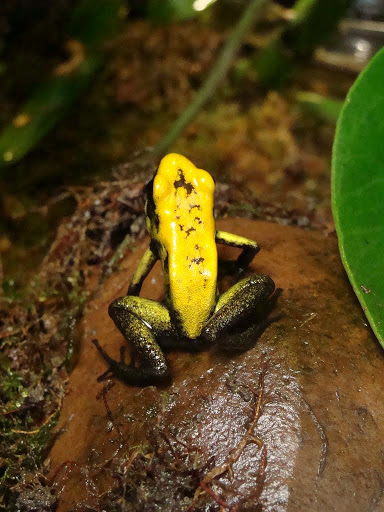 Phyllobates terribilis