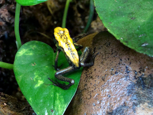 Phyllobates terribilis
