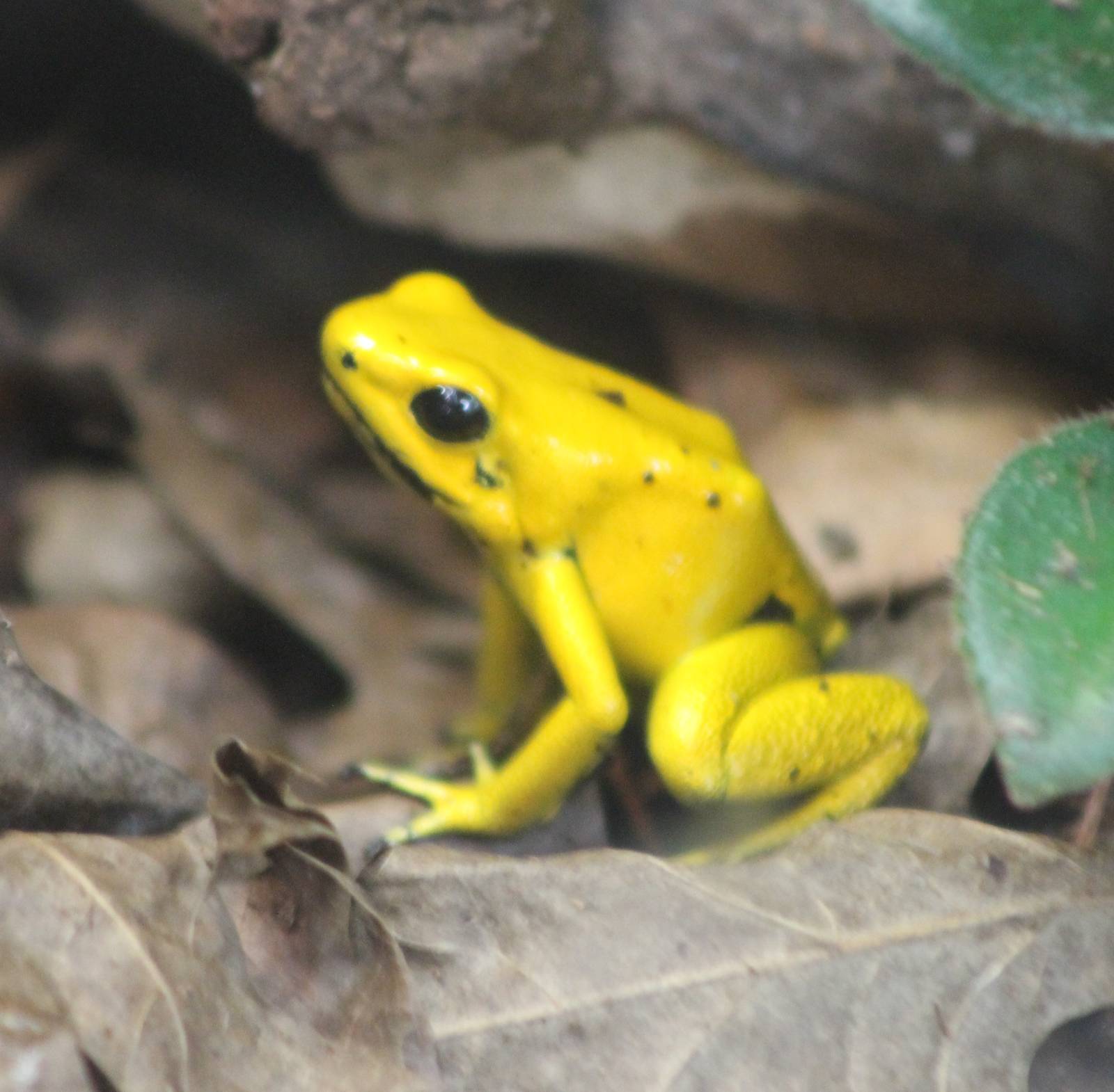 Phyllobates terribilis