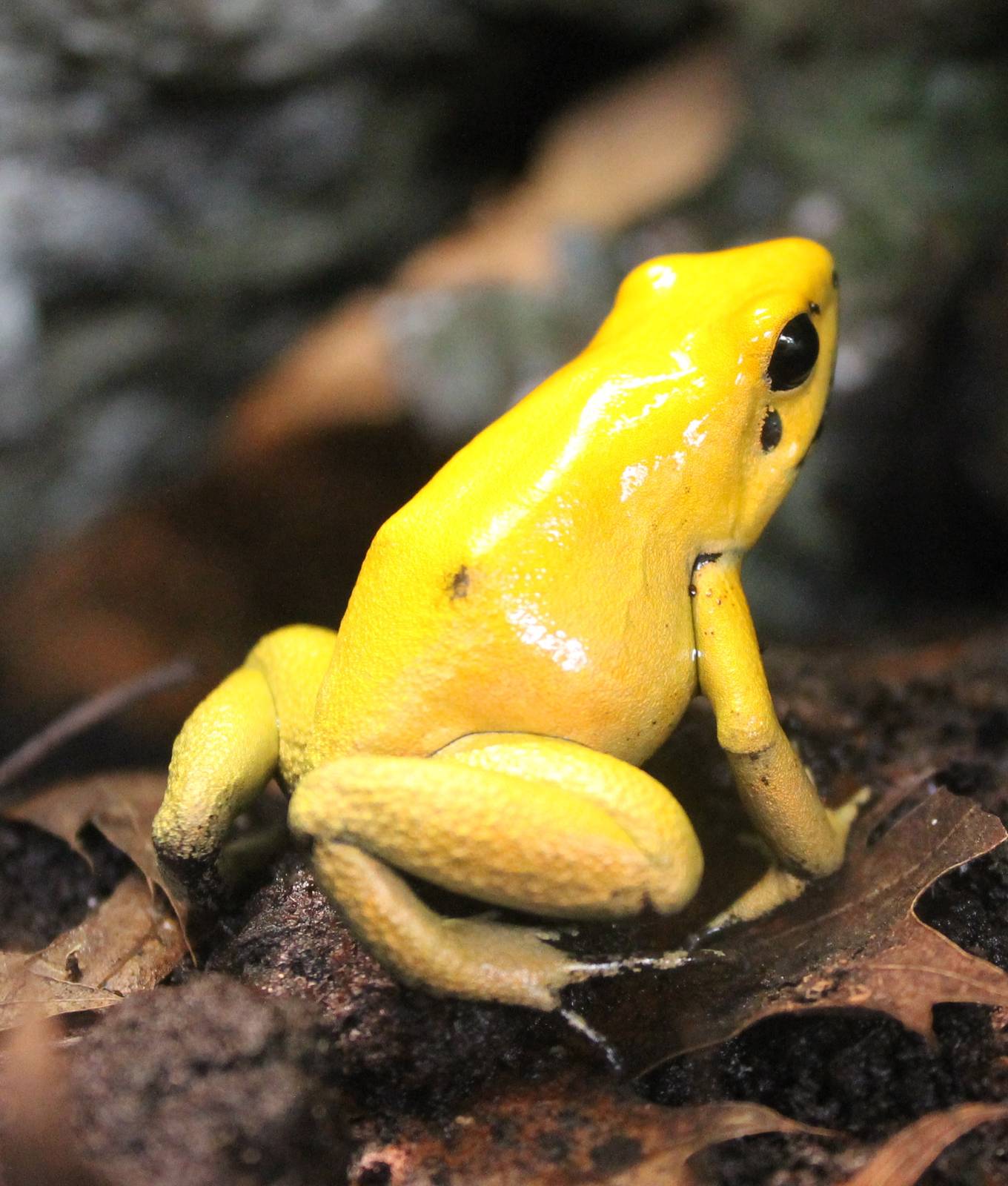 Phyllobates terribilis