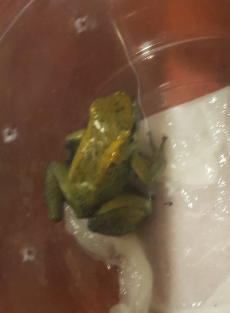 Phyllobates terribilis